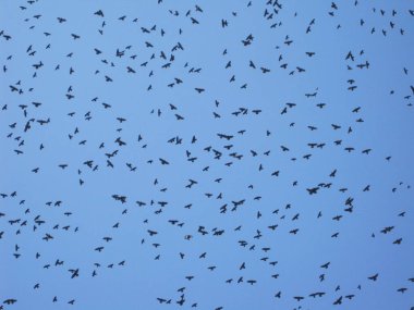 Mavi gökyüzüne karşı büyük bir kara kuş sürüsü.