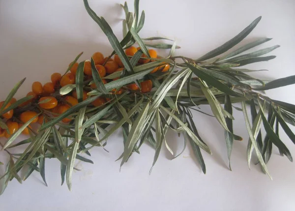 Branch Sea Buckthorn Berries Leaves Gray Background — Stok fotoğraf