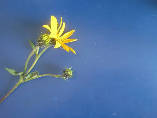 Uma Flor Amarela Fundo Cinza Branco — Fotografia de Stock