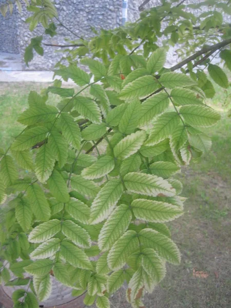 Feuilles sur les branches d'arbres — Photo