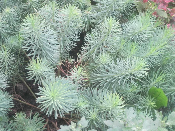 Green pine branches — Stock Photo, Image