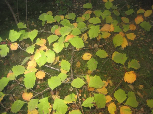 Listy na větve — Stock fotografie