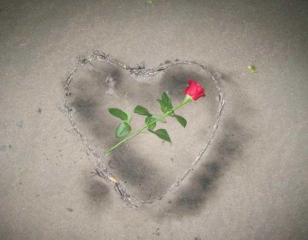 Una rosa en un corazón quemado . — Foto de Stock