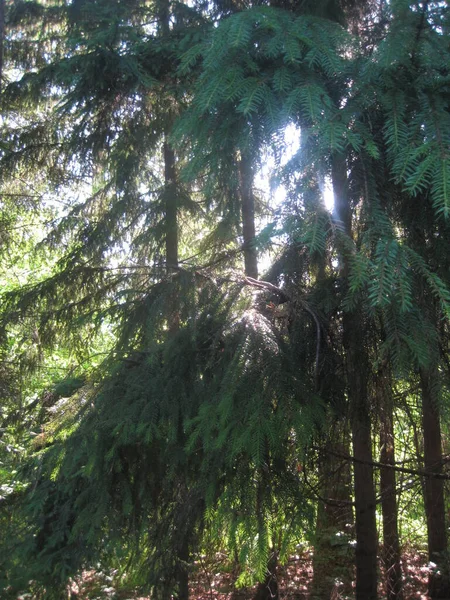 O pinheiro escuro e floresta decídua com sol . — Fotografia de Stock