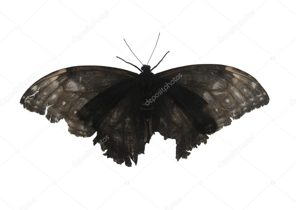 Black butterfly isolated on white background.