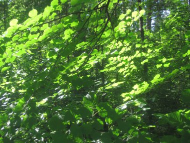 Yaprak döken orman.