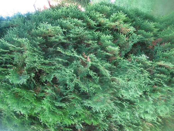 The green fern — Stok fotoğraf