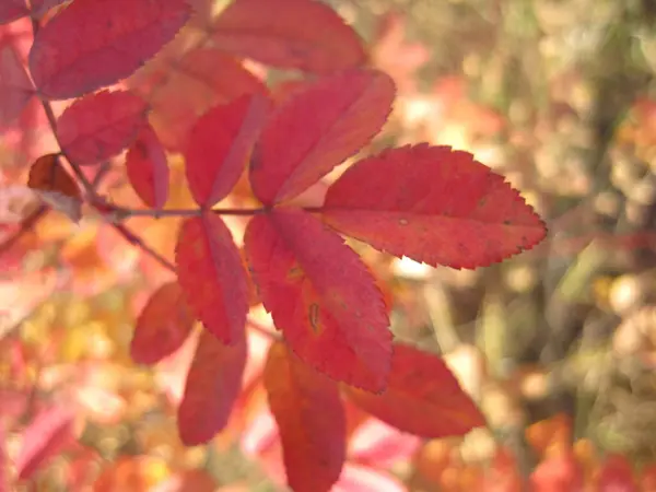 Red leaves of ashberry. — 스톡 사진