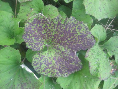 ağaç dalları yapraklarda