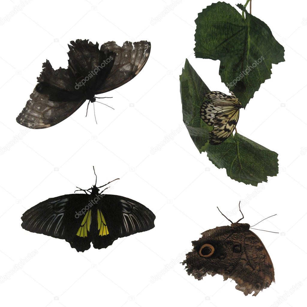 Set of the black and white moths on the white background.