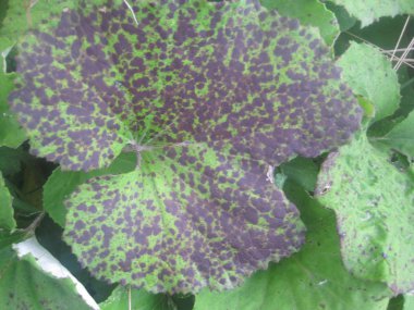 Burdock yere düşer.