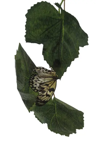 Mariposa blanca con rayas negras sobre fondo blanco . —  Fotos de Stock
