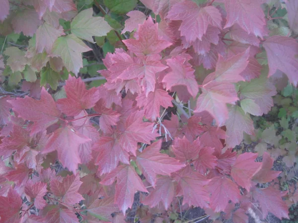 Feuilles sur les branches d'arbres — Photo