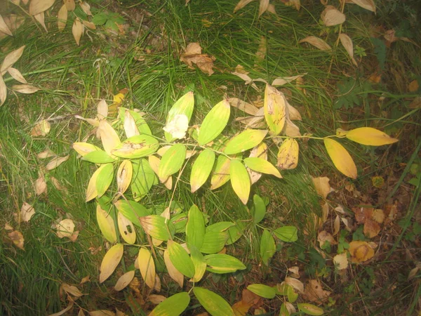 Листя на гілках дерев — стокове фото