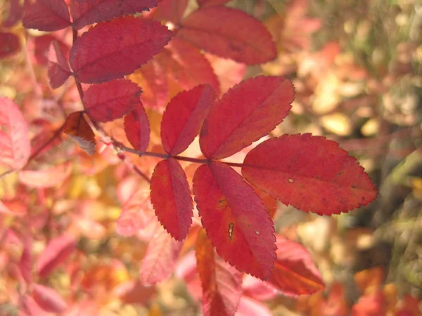 Foglie Rosse Sfondo Ashberry — Foto Stock