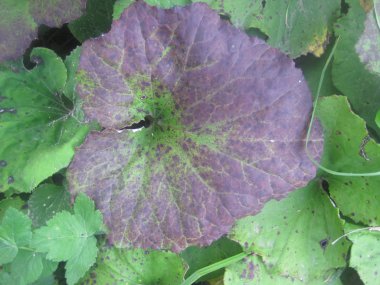 Burdock yere düşer.