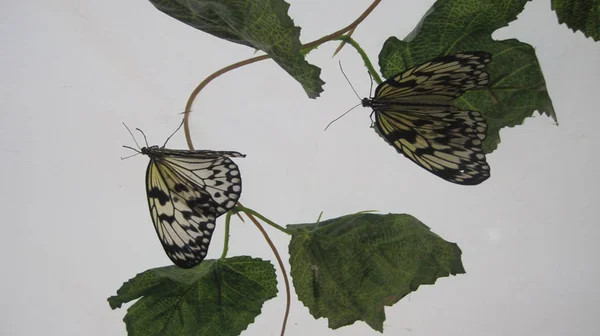 Mariposa blanca con rayas negras sobre fondo blanco . —  Fotos de Stock
