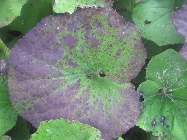 Burdock Yere Düşer — Stok fotoğraf