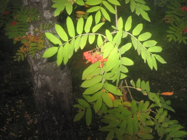 Hojas en ramas de árboles con bayas — Foto de Stock