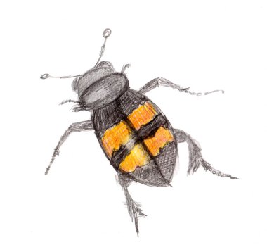 Black and yellow beetle drawn with colored pencils.