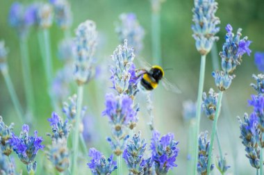 Şelale Huesca Aragon ilinde yer almaktadır.