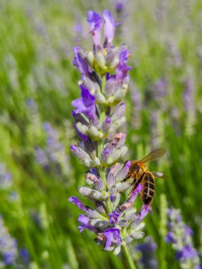 Arılar lavanta çiçeğinden bal topluyor.