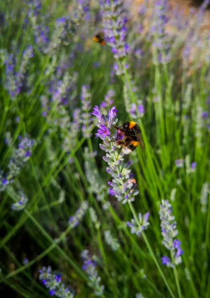 Bienen Sammeln Honig Der Lavendelblüte — Stockfoto