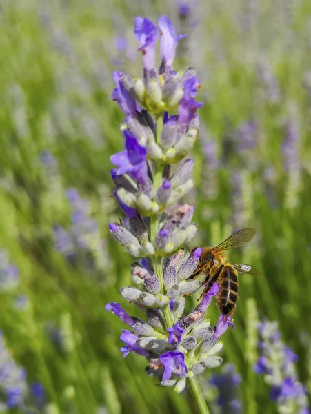 Bienen Sammeln Honig Der Lavendelblüte — Stockfoto