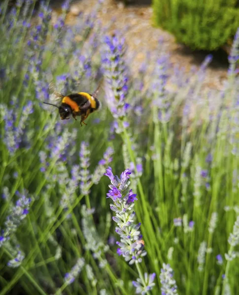 Bienen Sammeln Honig Der Lavendelblüte — Stockfoto