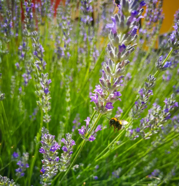 Bienen Sammeln Honig Der Lavendelblüte — Stockfoto