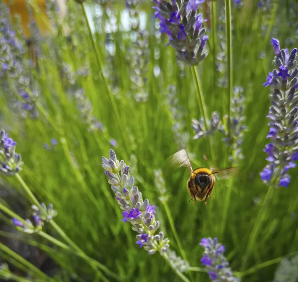 Bienen Sammeln Honig Der Lavendelblüte — Stockfoto