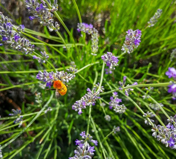 Bienen Sammeln Honig Der Lavendelblüte — Stockfoto