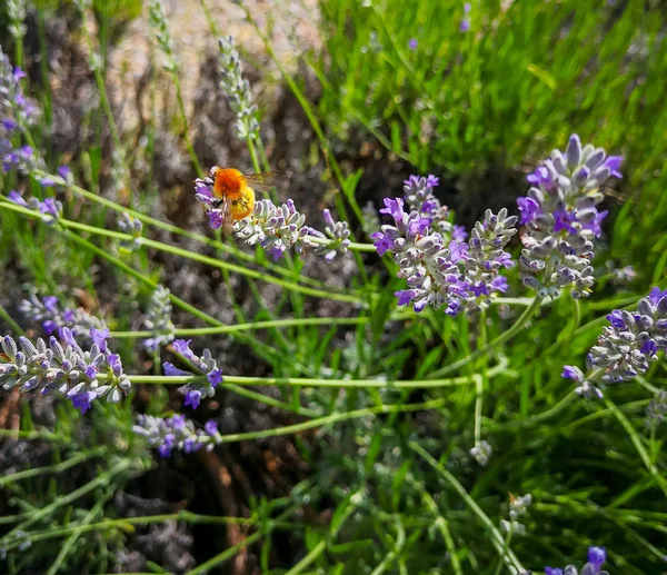 Bienen Sammeln Honig Der Lavendelblüte — Stockfoto