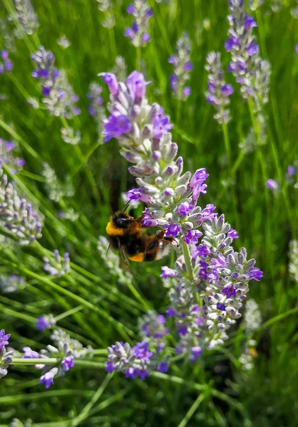 Bienen Sammeln Honig Der Lavendelblüte — Stockfoto