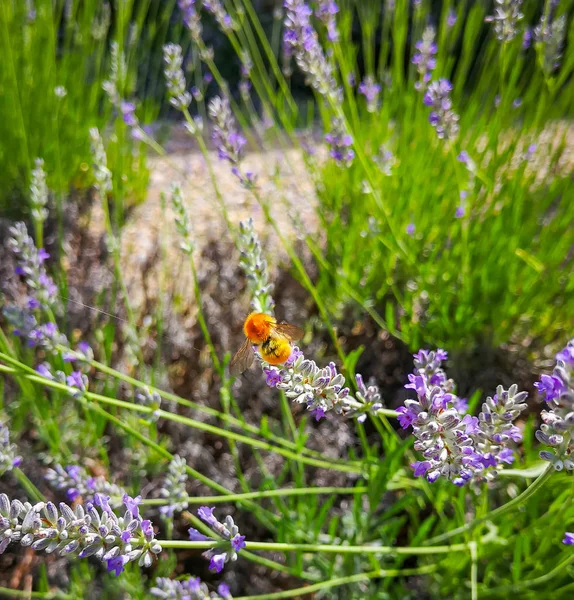 Bienen Sammeln Honig Der Lavendelblüte — Stockfoto