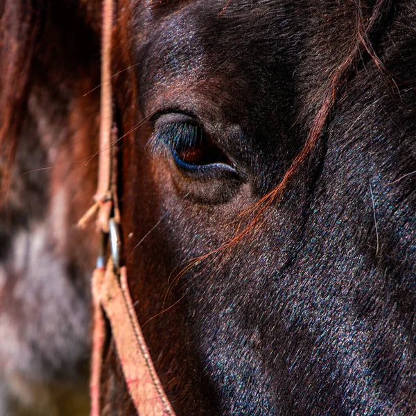 Utseende Spansk Häst Arabisk Ras — Stockfoto