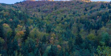 Ağaçlar ve ormanlarla dolu sonbahar manzarası