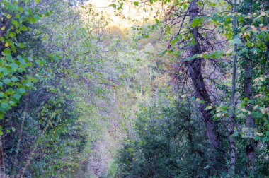 Bahçede güzel bahar çiçekleri