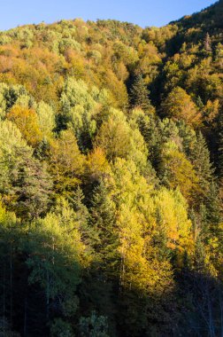 Ağaçlar ve ormanlarla dolu sonbahar manzarası