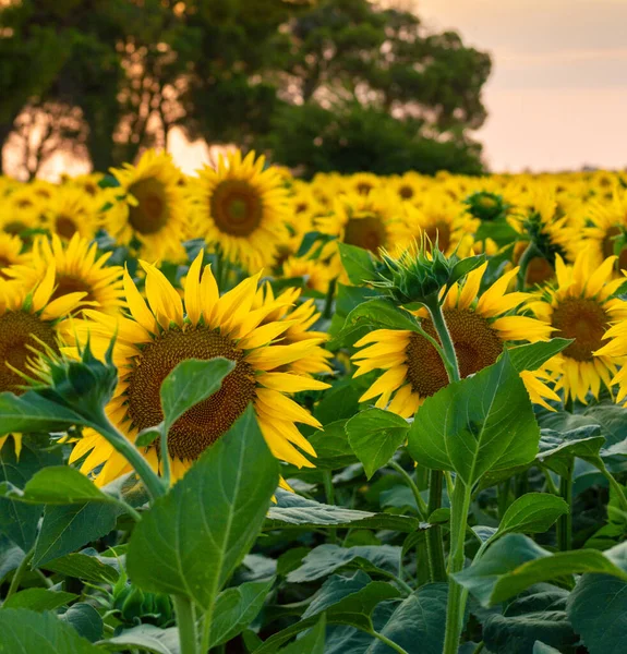 soil field seeded with sunflower plants for pipes and oil