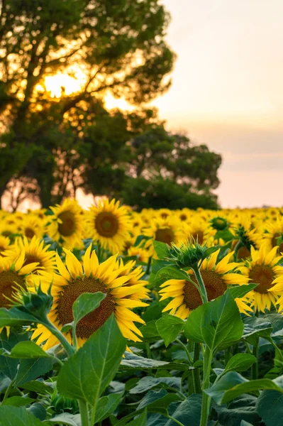 soil field seeded with sunflower plants for pipes and oil