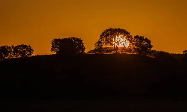 Amanecer Sobre Horizonte Por Mañana Pasar Luz Entre Los Árboles — Foto de Stock