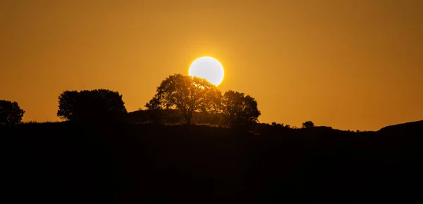 朝になると地平線を越えて木々の間を光が通り — ストック写真