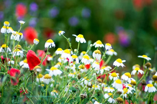 Feldblumen Schöne Natur Hintergrund — Stockfoto