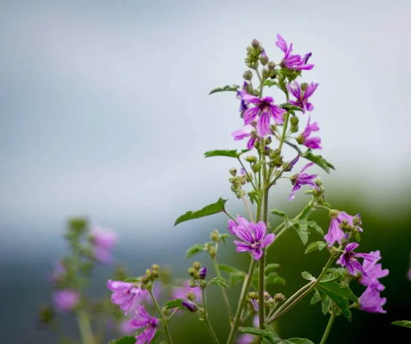 Schöne Blumen Garten — Stockfoto