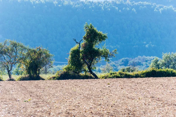 Wunderschöne Landschaft Mit Einem Baum Wald — Stockfoto