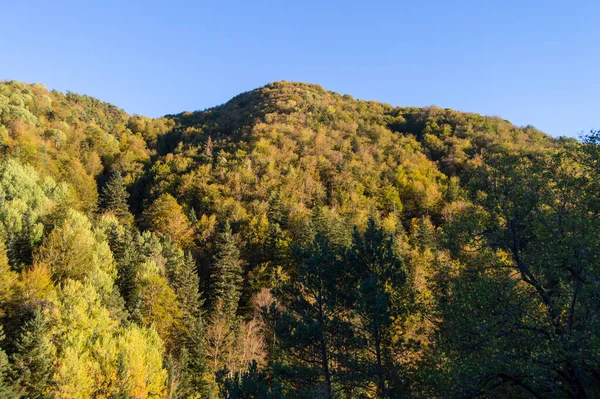 Prachtig Herfstlandschap Met Bomen Bos — Stockfoto