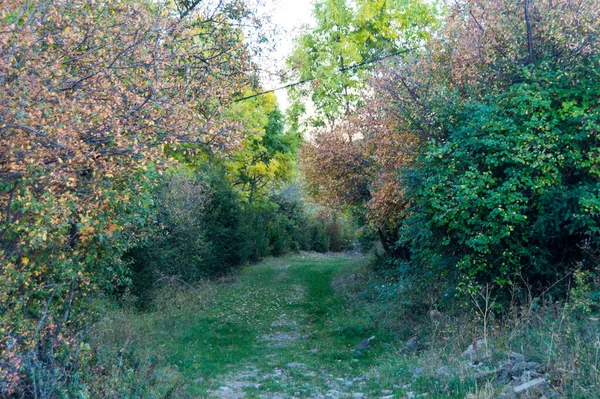 Hermoso Paisaje Otoñal Con Árboles Hojas — Foto de Stock