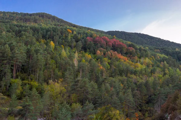 Красивый Осенний Пейзаж Деревьями Лесом — стоковое фото