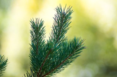 Ormanın arka planında karlı yeşil çam dalı.